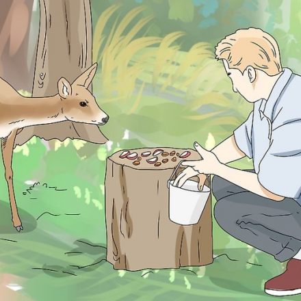 Everything About Feeding Wild Deer Herds In The Backyard!